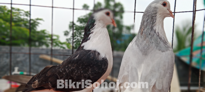 Male female shiraji kobutor